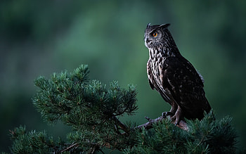 Owl, nature, forest, bird HD wallpaper