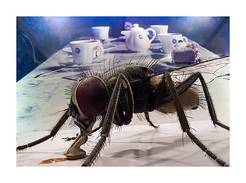 flies, table, tea, cup HD wallpaper