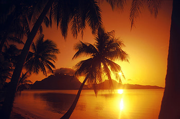 Nature, Sunset, Palm, Outlines HD wallpaper