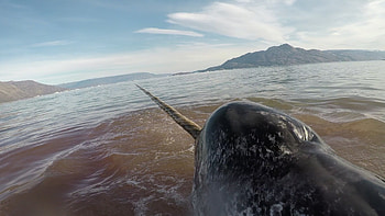 Narwhal, Caught in nets, Stressed hearts HD wallpaper