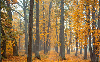 Avenue in Latvia, avenue, park, path, autumn, trees, Latvia, alley HD wallpaper