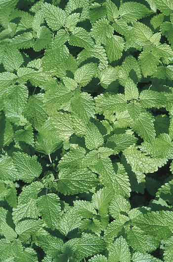 Mint fertilization, Gardening advice, Nutrient management, Healthy growth HD phone wallpaper