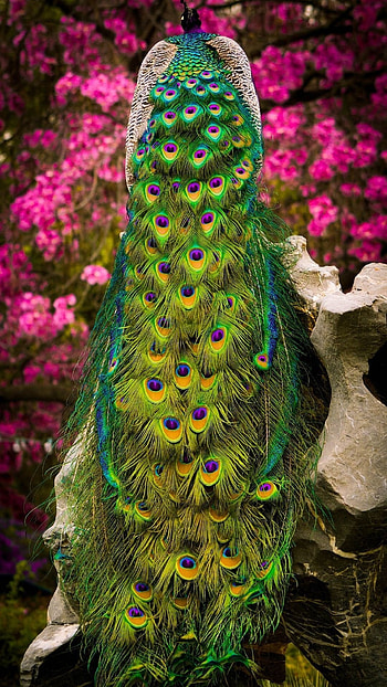 Peacock, Peacock Feather HD phone wallpaper