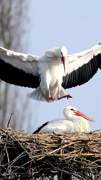 Stork , 6 Plus, Showcase style, Exquisite design HD phone wallpaper
