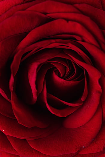 High-detail macro shot of a beautiful red rose, showcasing delicate petals and captivating patterns. HD phone wallpaper