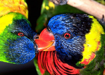 Baby Let's Kiss, birds, parrots, animals, love, kissing HD wallpaper