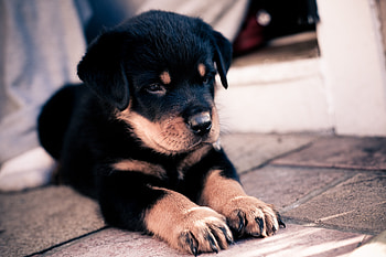 Animals, Dog, Muzzle, Puppy, Paws, Rottweiler HD wallpaper