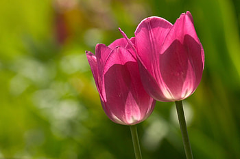 Pink tulips, tulip, nature, petal, flower HD wallpaper