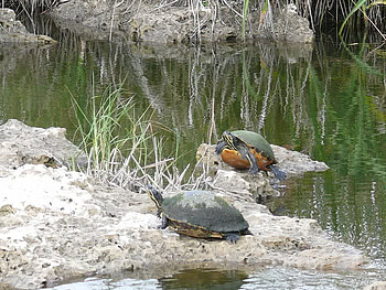 Red Bellied Turtles, weeds, water, turtles, rock HD wallpaper
