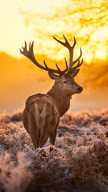 Deer in forest, Xperia , backgrounds, Serene beauty HD phone wallpaper