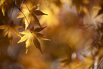 Leaves, bokeh, fall, autumn, nature, autumn leaves HD wallpaper