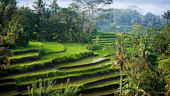 Universitas Indonesia, Academic excellence, Knowledge hub, Intellectual growth HD wallpaper
