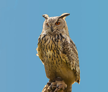 Confident, predator, bird, owl HD wallpaper