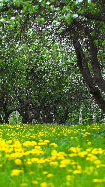 May Background, Green, Forest HD phone wallpaper