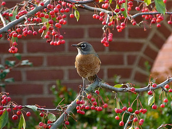 Robin Surrounded with Fruit, fruit, robin, bird, limbs HD wallpaper