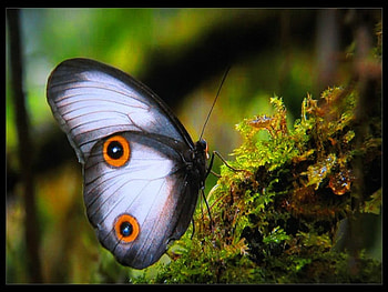 Wing markings, wings, markings, white, butterfly HD wallpaper