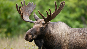 Moose, HQ moose , , Animal wonders HD wallpaper