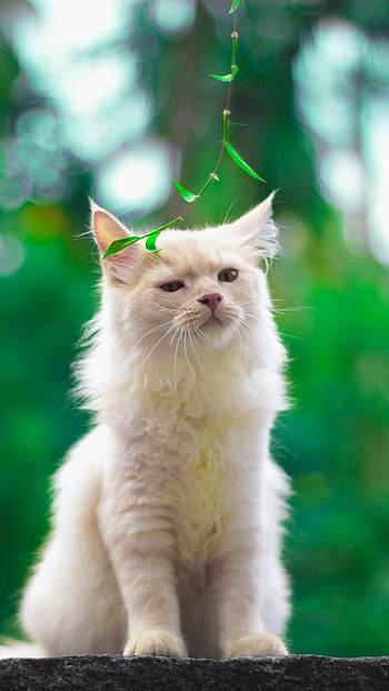 Cute Cat, Nature, white, cat HD phone wallpaper