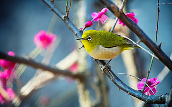Japanese White-Eye bird, japanese, white eye, pink, bird, flower, green, pasari, spring, nature HD wallpaper