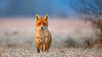 fox , Screen-worthy beauty, Beautiful foxes, Scenic backgrounds HD wallpaper