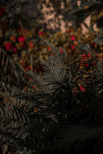 Nature, Leaves, Bush, Fern, Blur, Smooth HD phone wallpaper