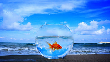 Animals, Fishes HD wallpaper