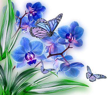 Flowers & Butterflies, blue, butterflies, beautiful, flowers, orchid, spring HD wallpaper