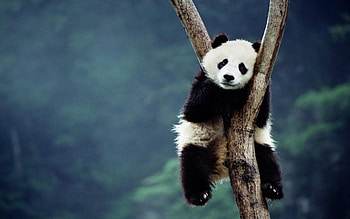 Panda Â· panda bear backgrounds ... HD wallpaper