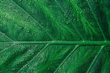 Drops, Macro, Sheet, Leaf, Veins HD wallpaper