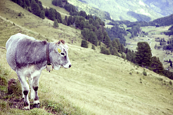 Animals, Grass, Valley, Cow, Goby HD wallpaper