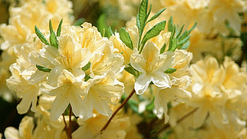 Flowers for Anna(ForeverSunShine), leaves, vibrant, yellow, beautiful, flowers, gift HD wallpaper