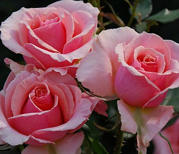 Pink Rose, pink, nature, flowers, roses HD wallpaper