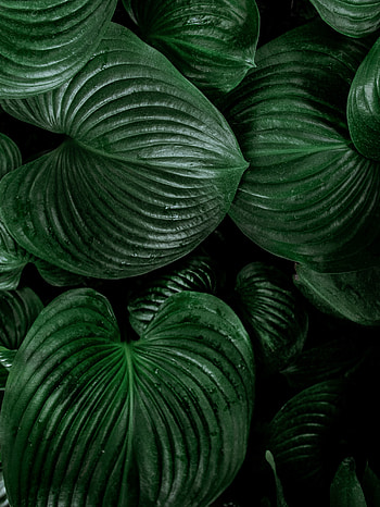 Fresh, big leaf, nature, green HD phone wallpaper