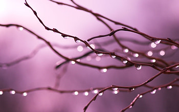 Plants, Violet, Drops HD wallpaper