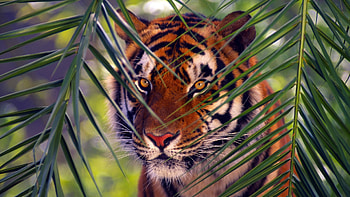 Animals, Tigers HD wallpaper