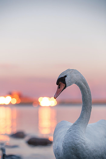 Animals, Lights, Bird, Blur, Smooth, Swan HD phone wallpaper