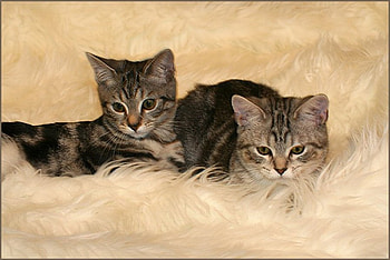 Cats, animal, kitten, cat, feline HD wallpaper