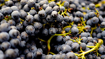 Vibrant bunches of fresh black grapes, perfect for winemaking, captured outdoors. HD wallpaper