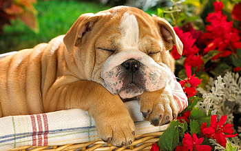 Animals, Dog, Puppy, Basket, English Bulldog HD wallpaper