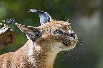 Golden sunlight, Desert dwelling, Elusive sand cat, Wild cat species HD wallpaper
