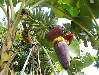 Banana Flower, banana, plant, palm, flower HD wallpaper