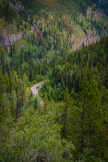 Nature, Trees, Road, Forest, Car, Branches, Machine HD phone wallpaper