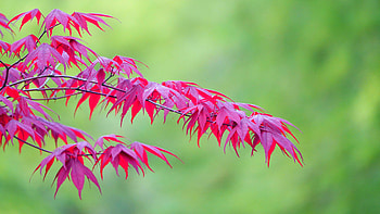 Red Maple Leaves Tree Branches In Green Background Nature HD wallpaper