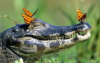 Friendly.. :) ^_^, Butterflies, Ferindly, Smile, Crocodile HD wallpaper