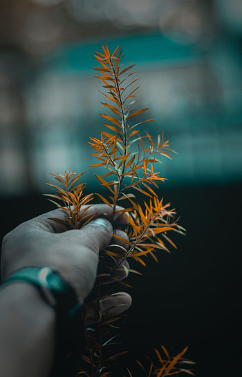 Macro, Hand, Blur, Smooth, Sheet, Leaf, Branch HD phone wallpaper