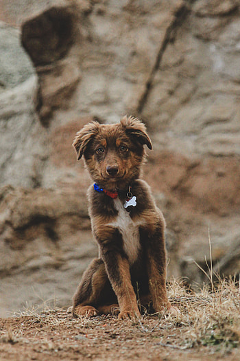 Animals, Dog, Brown, Pet, Sweetheart, Nice, Puppy HD phone wallpaper