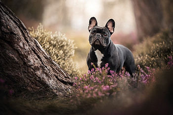 Forest, French Bulldogs HD wallpaper