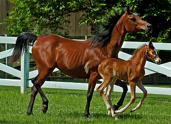 running horses, horses, animals, baby, nature, grass HD wallpaper