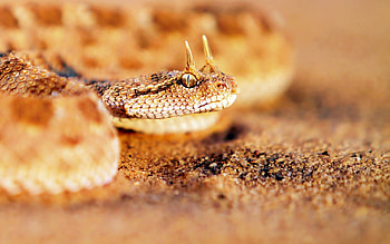 Sand, Macro, Reptile, Snake, Leather, Skin HD wallpaper