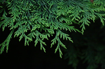 Green fir tree, Lush plants, Serene landscape, Peakpx HD wallpaper